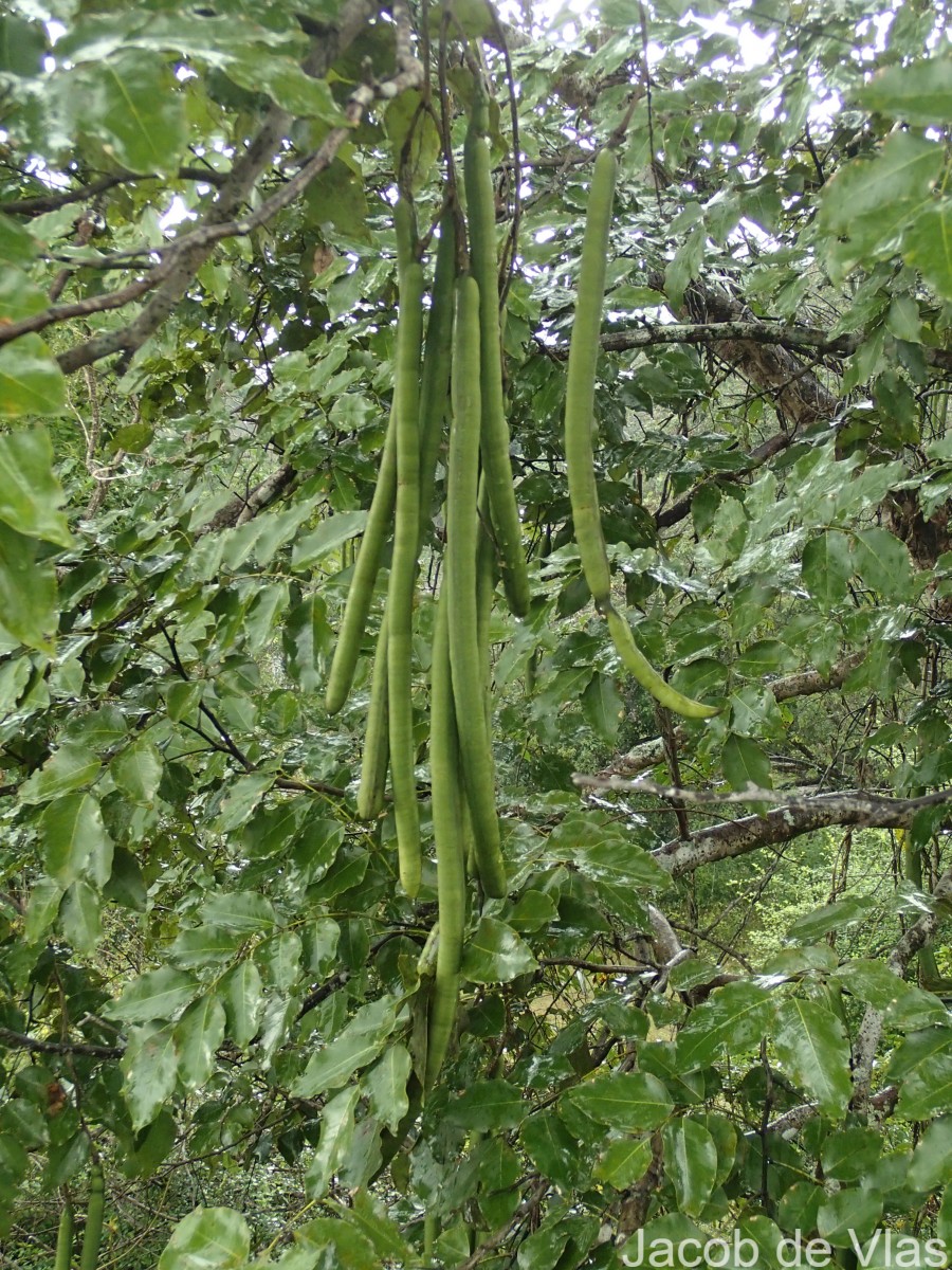 Cassia fistula L.